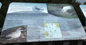 Another notice board at Acker's Point - note the migration pathway of the Sotty Shearwater birds