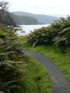 The Rakiura track through the Fern Grove