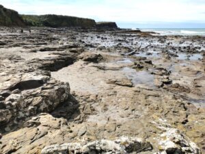 The expanse of the Petrified Forest below the cliffs at Curio Bay