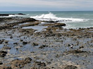 Waves roll onto the Petrified Forest Curio Bay