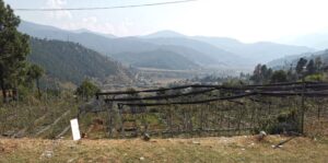A vegetable garden across the road from Pahadi restaurant above the fields at Suranukiseri near Purola