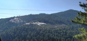 Apple orchards covered for the Autumn harvest among the pine forested Himalayan Hills