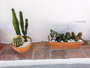 Cactus plants between two houses in Frigiliana