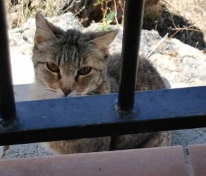 The alley cat at the restaurant in Frigiliana