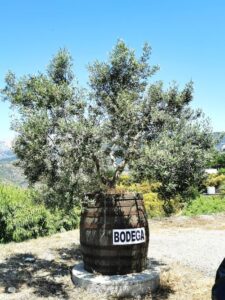 The carpark at the Bodega