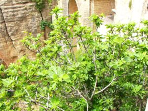 A wild fig tree on the cliffs near the Puente Nuevo Bridge
