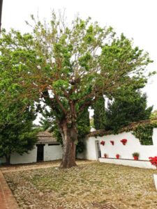 An ancient tree in the reception terrace at Cortijo Las Piletas