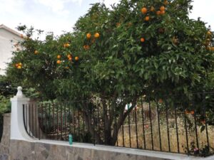 An orange tree in someone's front garden in Yunquera