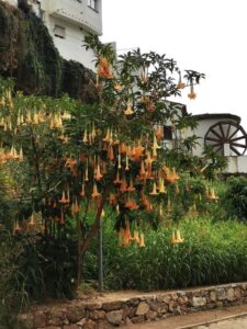 Colourful 'deadly nightshade' flowers in the car park at Ojén