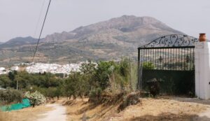 El Burgo, Olive groves & the Grazalema National Park