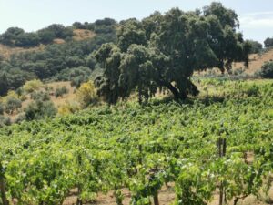 Grape vines and ancient trees in rural Ronda