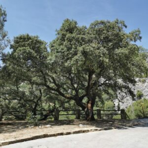 A beautiful tree in the carpark at Mirador Cintillo y Agua Nueva