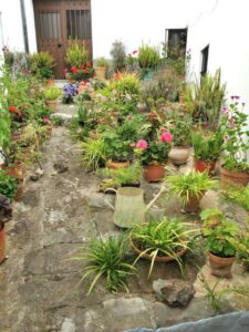 A garden in Villaluenga del Rosario