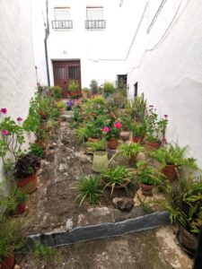 A garden in Villaluenga del Rosario