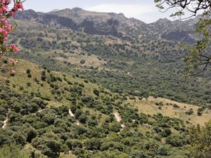 A road down to a Cortijo and the high rocky tops above the forest near the Puerto del Boyar, Grazalema