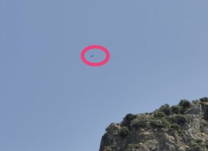 A vulture above the Tajo Algarín