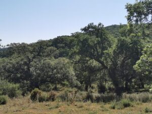Cork Forest on the road to Grazalema