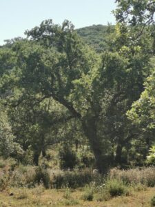 Cork forest on the road to Grazalema