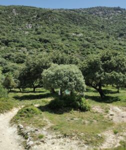 Forest on the way from Benamahoma to Grazalema
