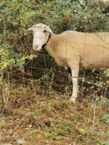 One of the sheep with a bell on, on the track to the Dolmen del Gigante