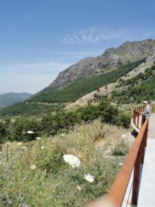 Peurto del Boyar, wildflowers, forest and mountains all in view