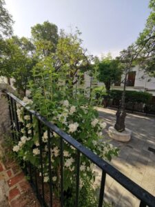 Spring flowers on the edge of Plaza de la Alameda, Villaluenga del Rosario