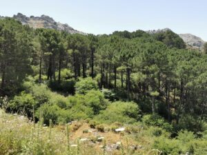 The forest below Puerto del Boyar
