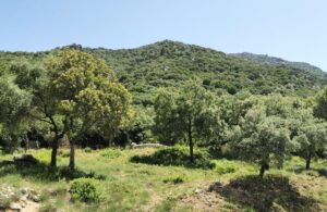 The forest on the road from Benamahoma to Grazalema