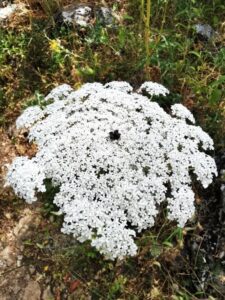 Wildflowers in the Grazalema National Park