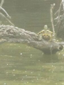 A turtle on a branch on the river in Seville
