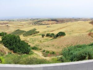 Another view of the golden fields and olive grove as seen from the Mirador Cueva de la Batida
