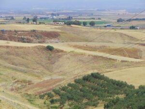 The golden fields and olive grove as seen from the Mirador Cueva de la Batida