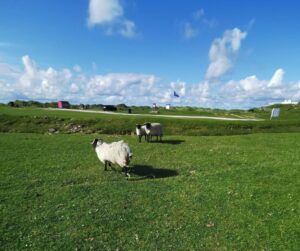 A ragged sheep on the greenbelt at Dugort beach