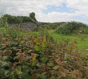 A ruined stone house by the roadside in The Burren