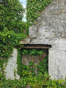 An abandoned farmhouse covered in ivy on the roadside near Letterfrack