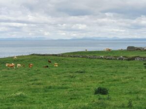 Cows in the rock walled fields above the cliffs and Galway Bay