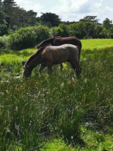 More Connemara horses at Kylemore Abbey
