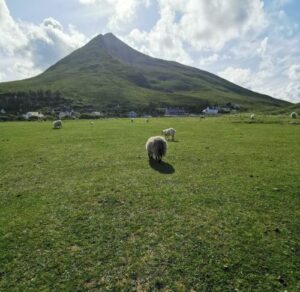 Sheep on the greenbelt near Dugort Beach with Slievemore beyond