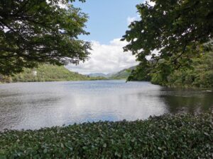 Through the trees up the lake Pollacapall Lough with the steeple of the church seen above the trees