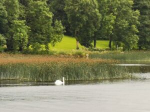 A swan on the edge of Lough Derg