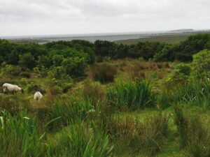 Grazing sheep on the hill from Dugort above Lough Keel and the town and beach beyond