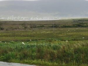 Sheep, Loch Keel, and Minaun Heights Achill Island
