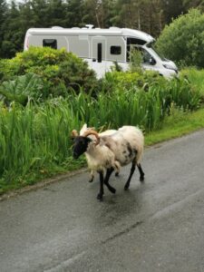 Sheep on the road near Slievermore, Deserted Village and Megalithic tomb Achill Island