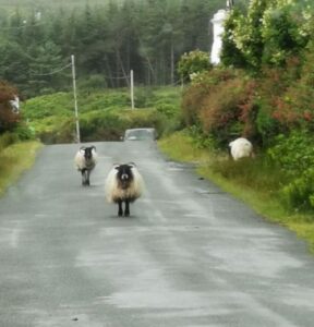 Sheep on the road near the Megalithic Tomb and Deserted Village Achill Island