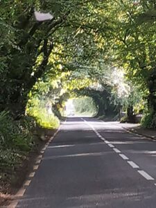 The road under the trees near Ballinasloe