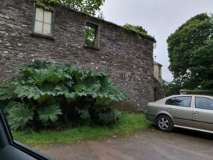 The atmospheric old wall and plants between the Riding school and the Irish girls school