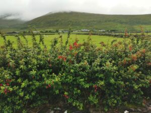 The view from 'An Bothar Pub' towards Ballynavenooraagh and Mt Brandon