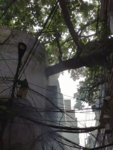 A tree branch growing out of a building in an alley in Old Amritsar