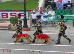 Canine's on parade