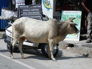 A curious cow on the street in Rishikesh